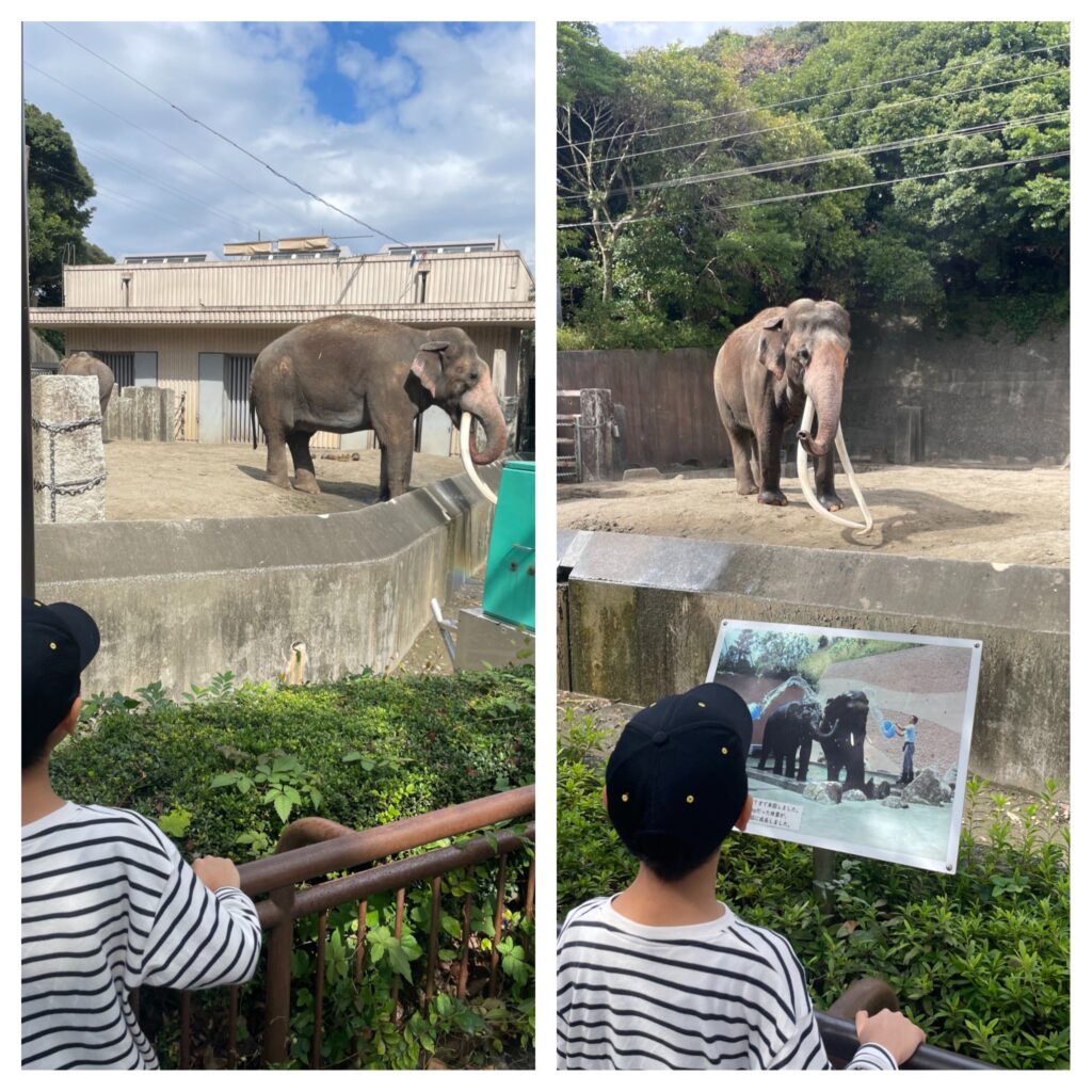 金沢動物園でインドゾウに夢中なる息子